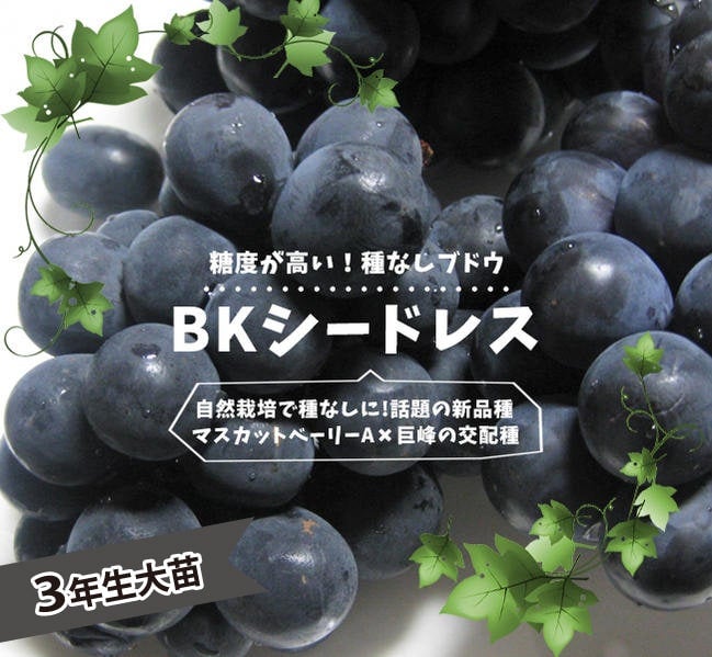 000000063057-01.jpg?size=m&w=