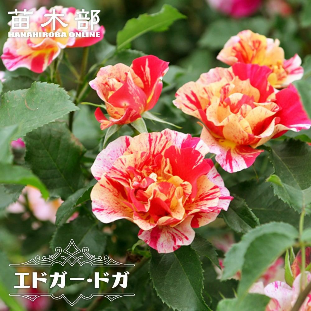 バラ トイ トイ トイ！ FL フロリバンダ 苗 販売 苗木部 By 花ひろば