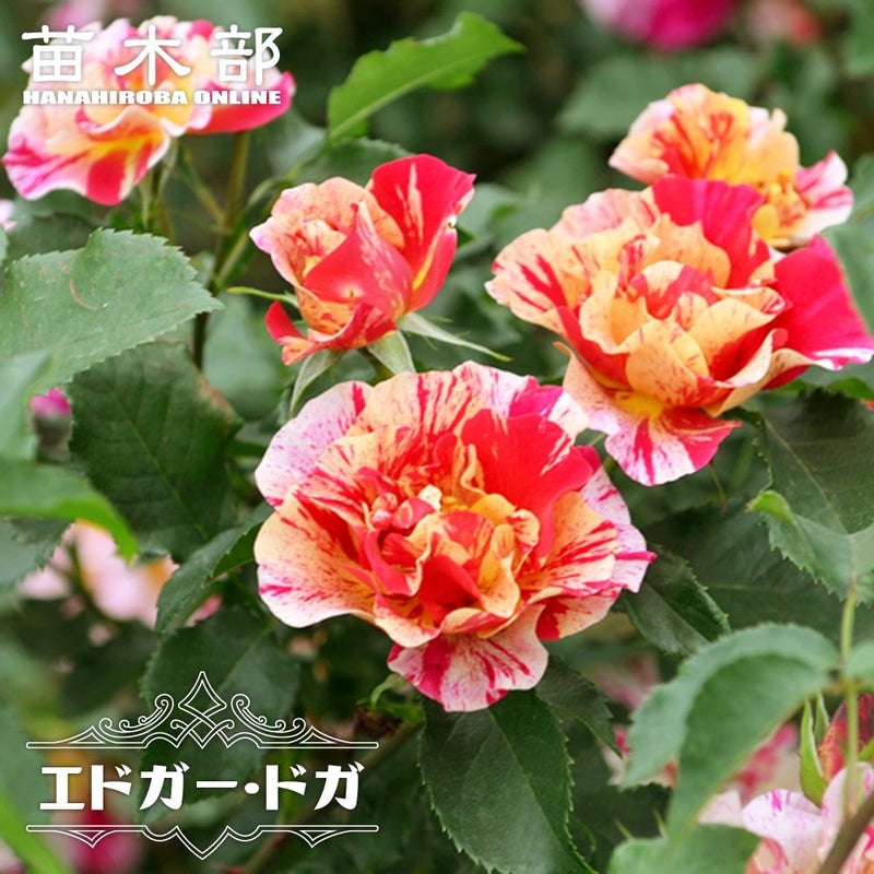 000000063089-01.jpg?size=l&w= eh様限定エドルカラーバラ売り◯1本当たり390円