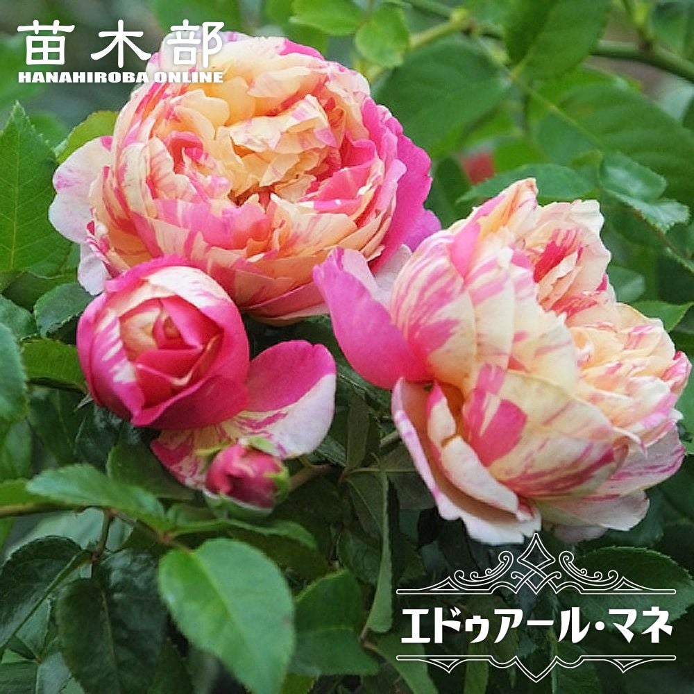 000000063090-01.jpg?size=l&w=