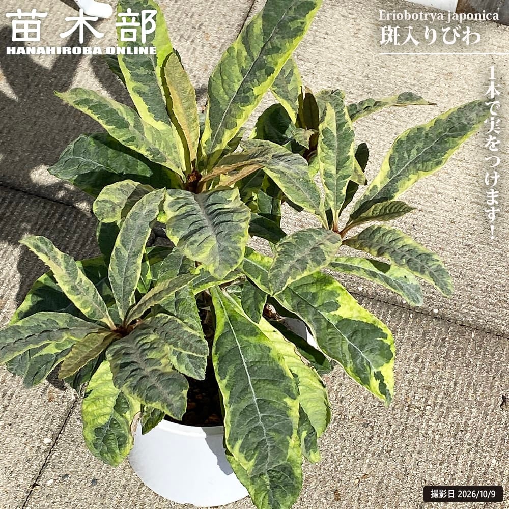 果樹苗・果物の木の通販｜苗木部 本店｜花ひろばオンライン