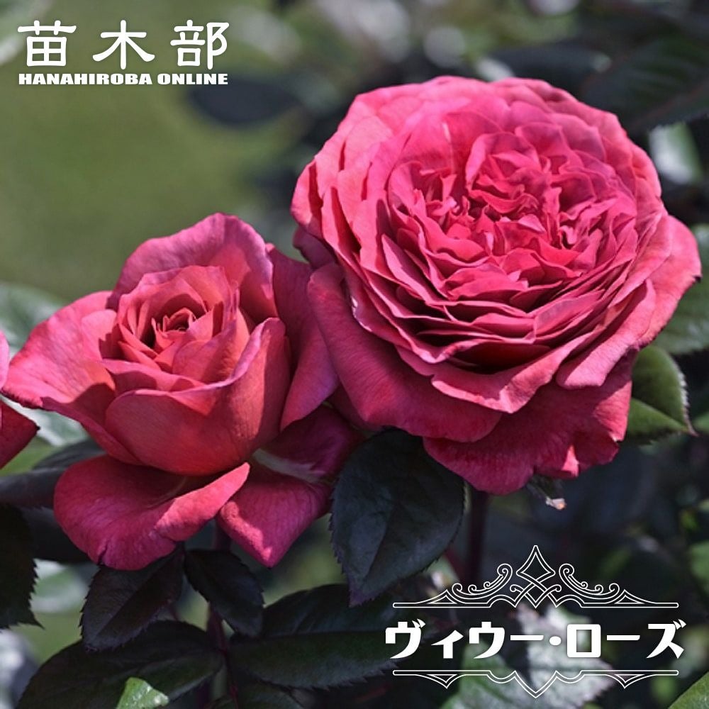 000000063102-01.jpg?size=l&w=