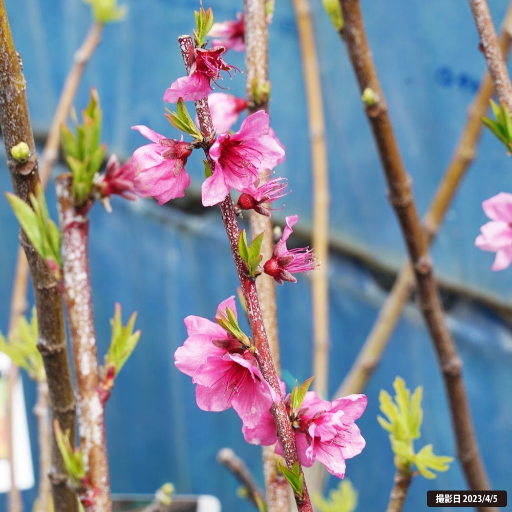 花サボテン ☆ 幡桃丸 大苗 花、園芸 サボテン 【公式通販】
