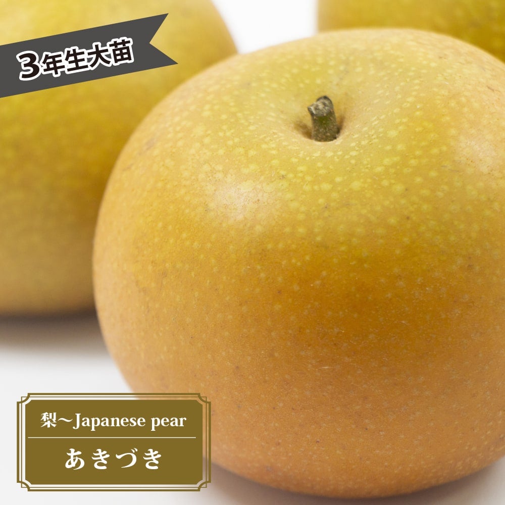 梨　粗花粉　あきづき50g　発芽率80% 000000063118-01.jpg?size=m&w=