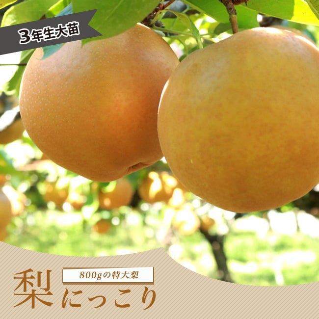 にっこり　梨苗木　4年 1.5メートル 000000063119-01.jpg?size=m&w=
