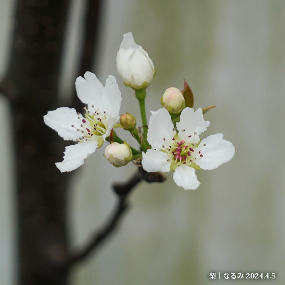 梨 赤ナシ なるみ 苗 植え方 苗木部 By 花ひろばオンライン