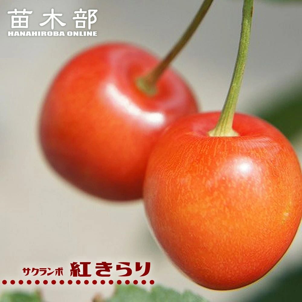 一本で実る！紅きらり苗木　サクランボ コンパニオンプランツ　2.5メートル 000000063123-01.jpg?size=m&w=