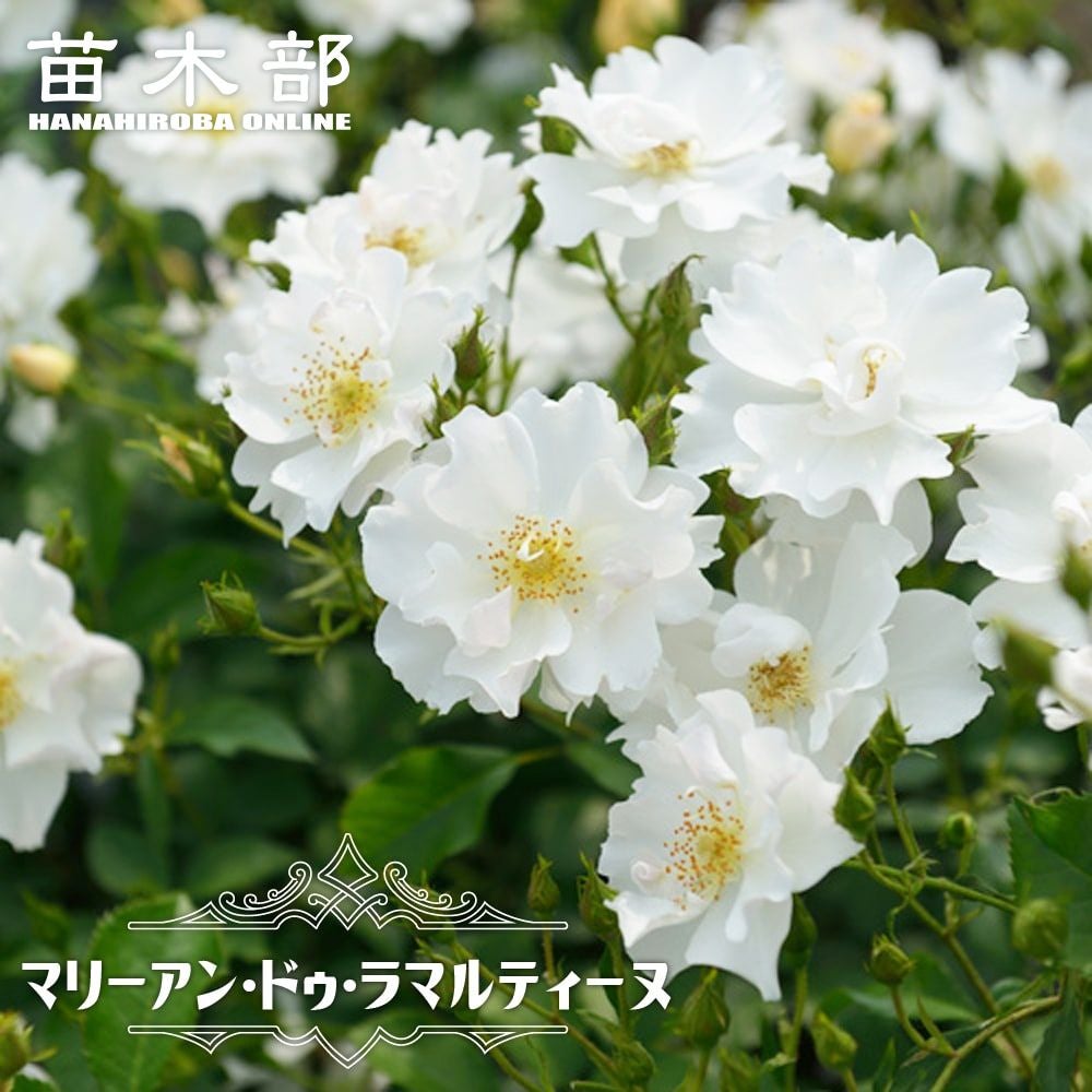 バラ スウィートシルエッタ CL クライミング (つるバラ) 苗 販売 苗木部