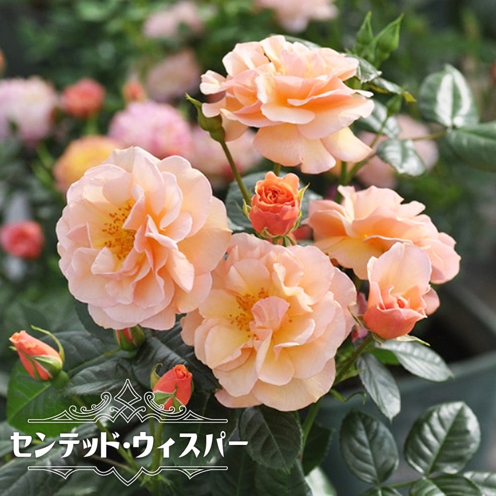 バラ センテッド ウィスパー FL フロリバンダ 苗 販売 苗木部 By 花