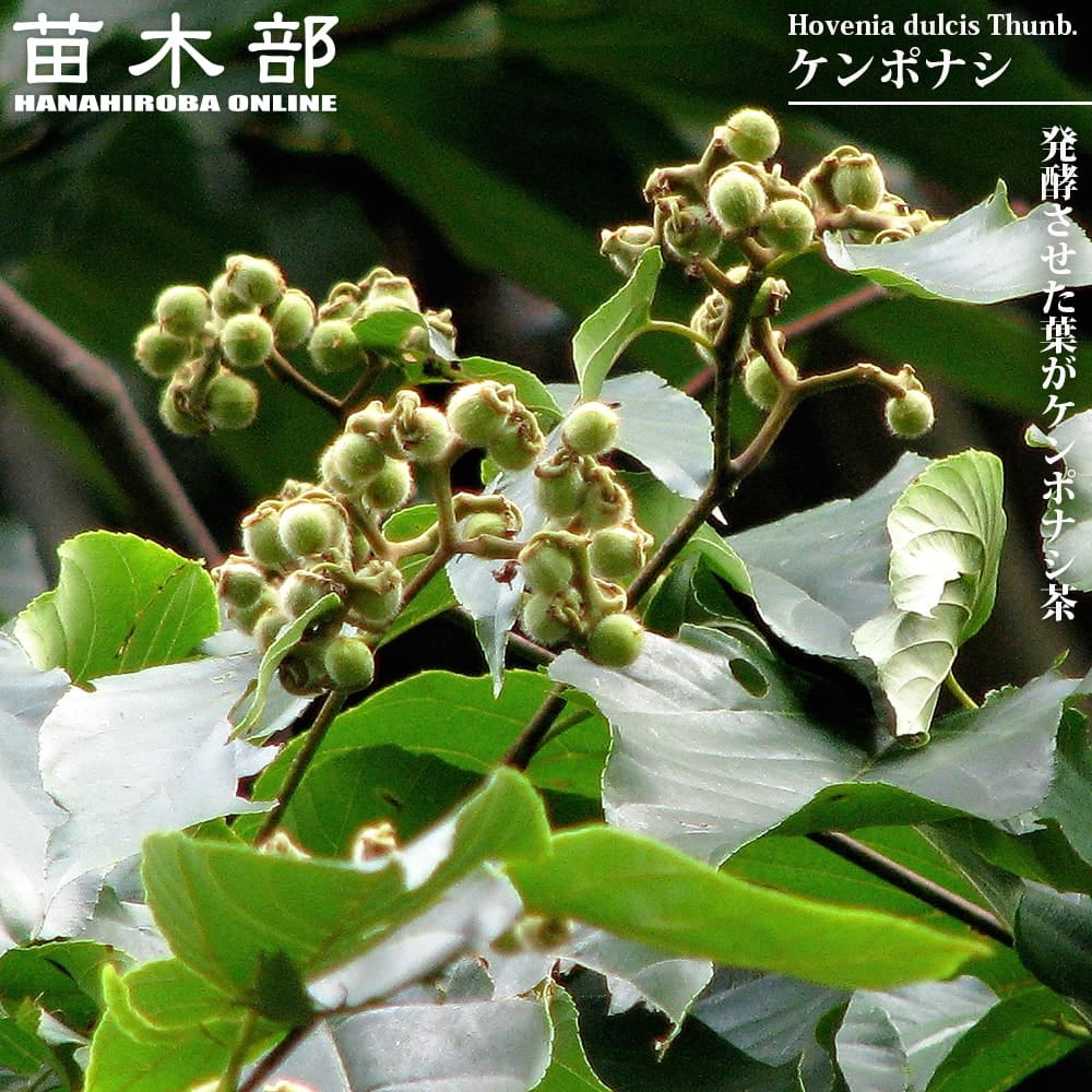 里の木シリーズの苗木｜入荷の少ない珍しい品種｜苗木部 本店｜花