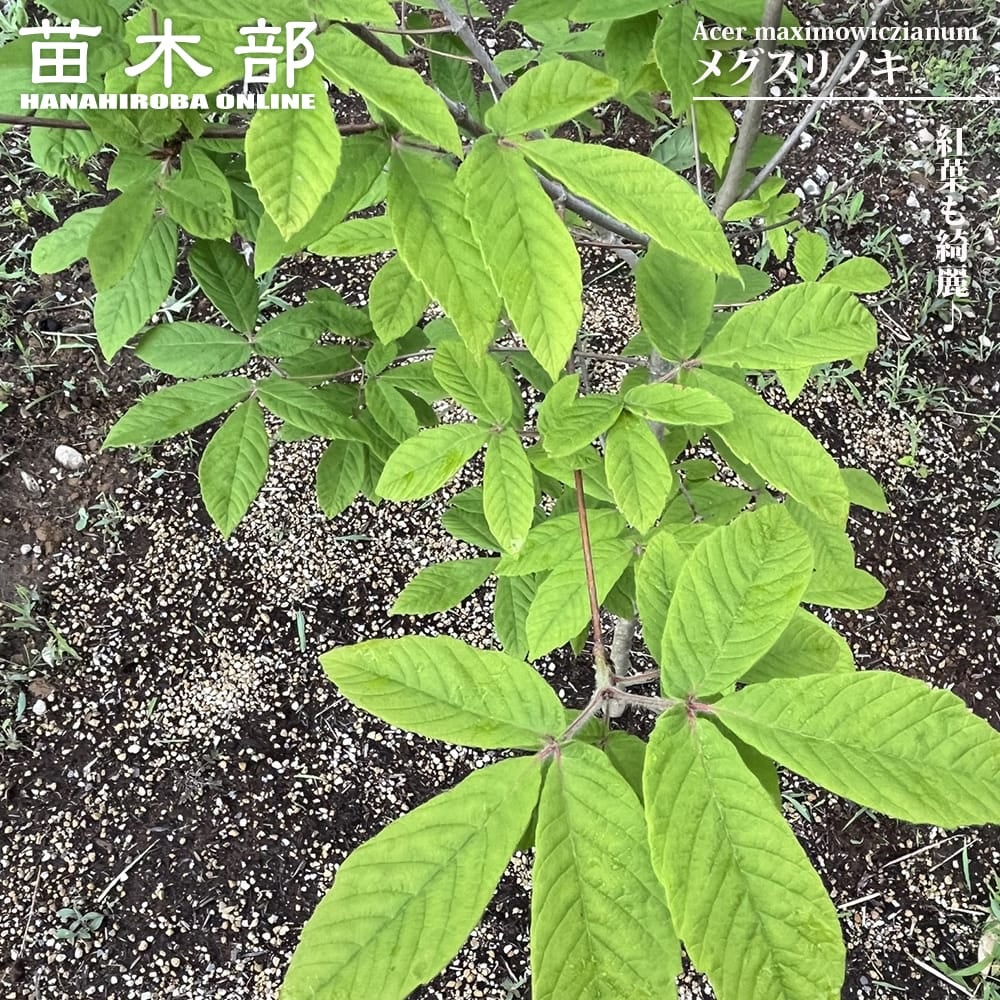 落葉中高木（季節別分類）｜苗木部 本店｜花ひろばオンライン