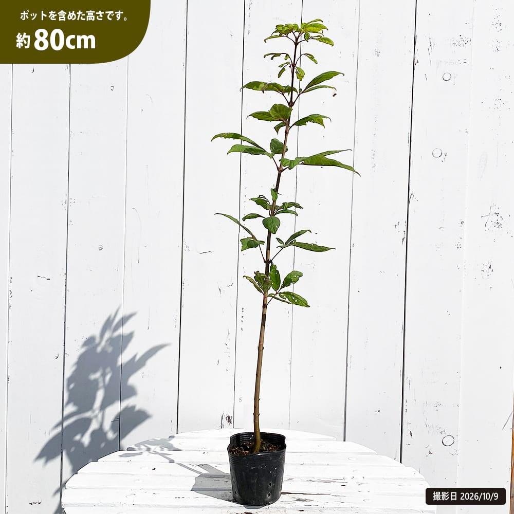 希少メウリカエデ「ベイチー」接木8号ポット苗高さ90cm 親株 メグスリノキ 苗 販売 苗木部 By 花ひろばオンライン