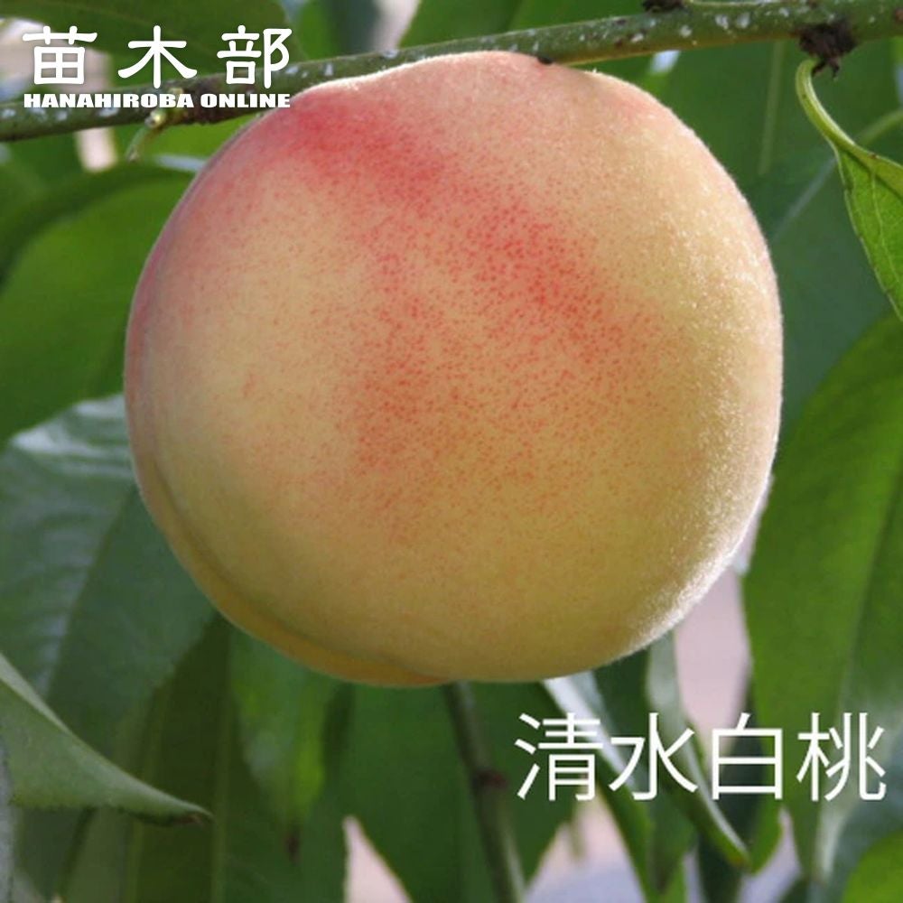選抜清水白桃・白秋果樹苗 約90cm 桃苗木2本セット 000000063450-01.jpg?size=l&w=
