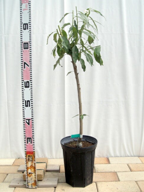 000000063450-03.jpg?size=l&w=