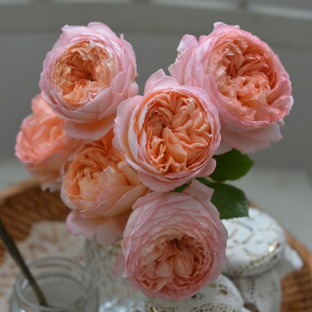 バラ コンフィチュール S シュラブ （半つるバラ） 苗 販売 苗木部