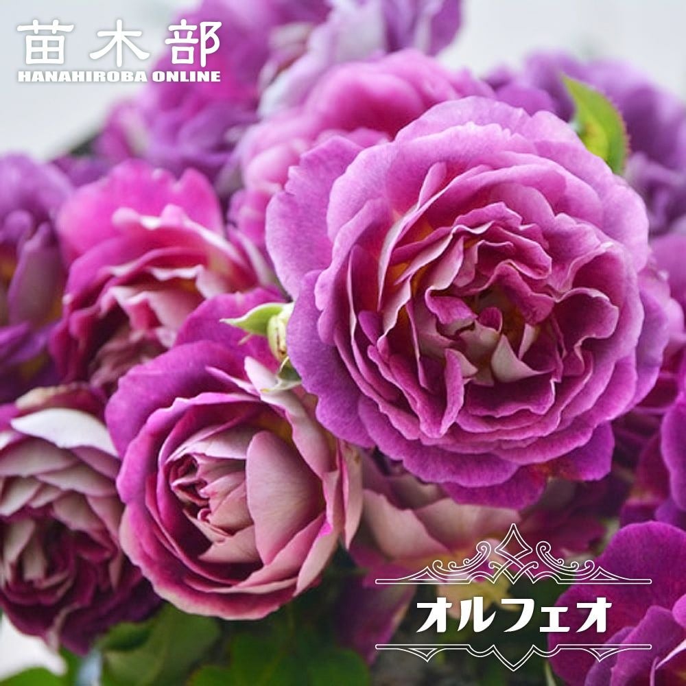 000000063520-01.jpg?size=l&w=