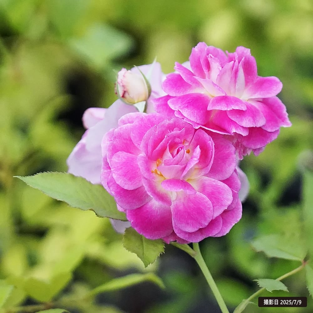 バラ オルフェオ S シュラブ （半つるバラ） 苗 販売 苗木部 By 花