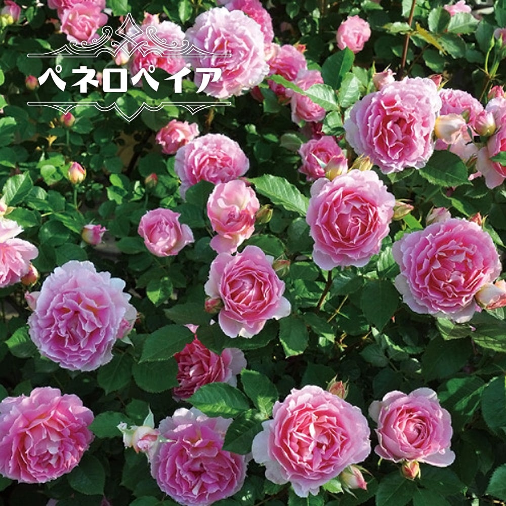 バラ ペネロペイア S シュラブ （半つるバラ） 苗 販売 苗木部 By 花