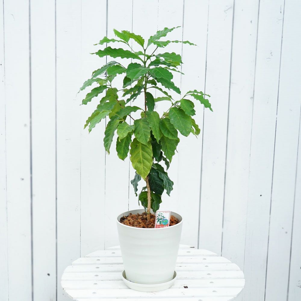 コーヒーノキ ブルーマウンテン 苗 販売 苗木部 By 花ひろばオンライン