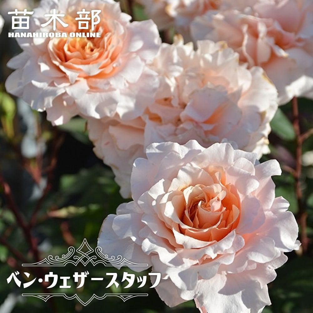 000000063616-01.jpg?size=l&w=
