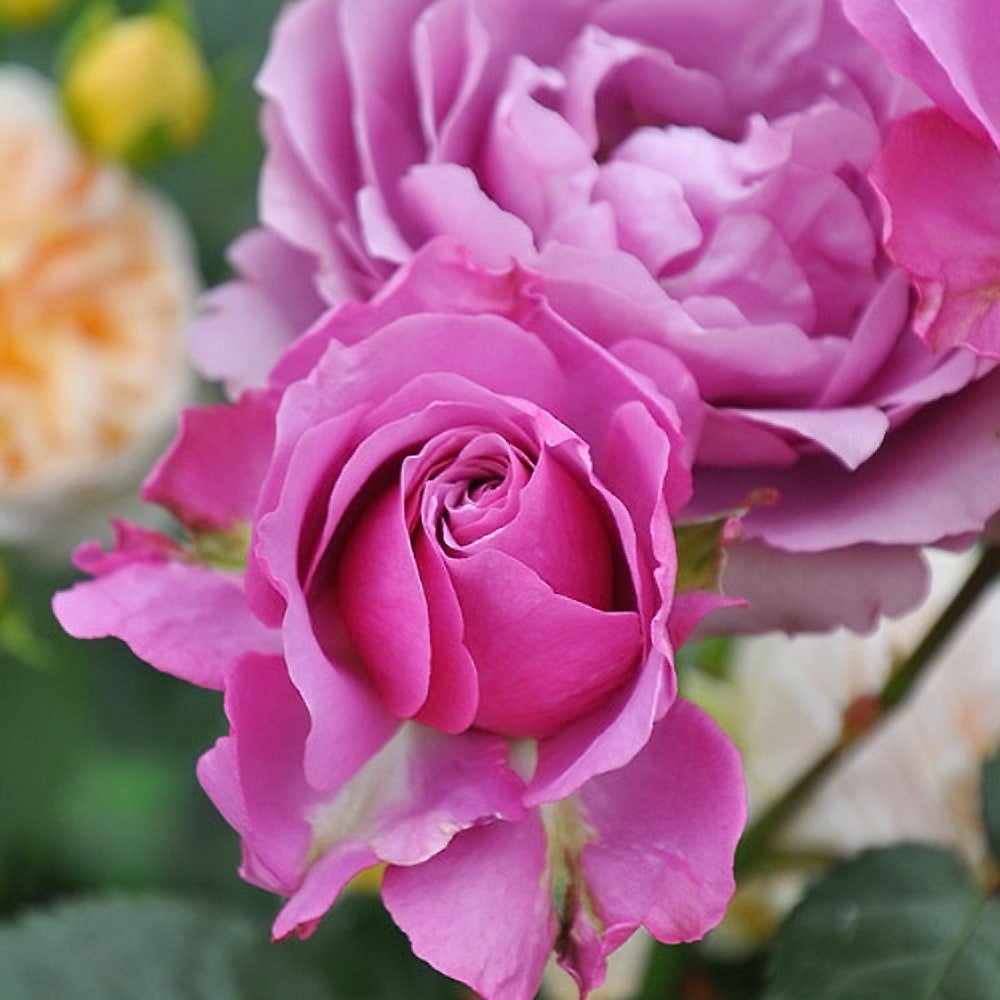 バラ シュリンクス S シュラブ （半つるバラ） 苗 販売 苗木部 By 花