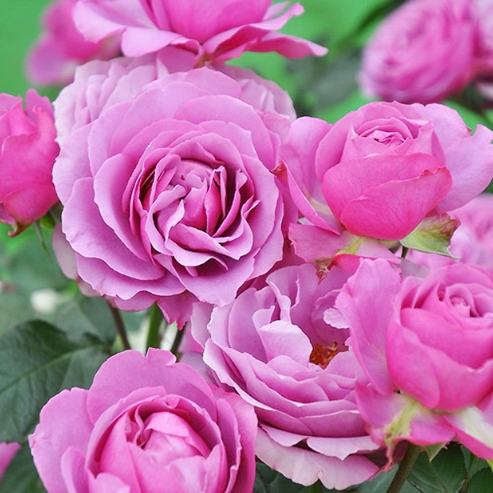 バラ シュリンクス S シュラブ （半つるバラ） 苗 販売 苗木部 By 花