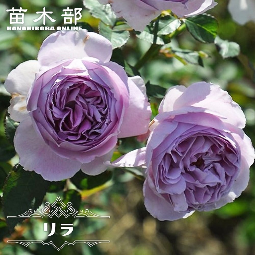 四季咲き | 苗木部 本店 By 花ひろばオンライン