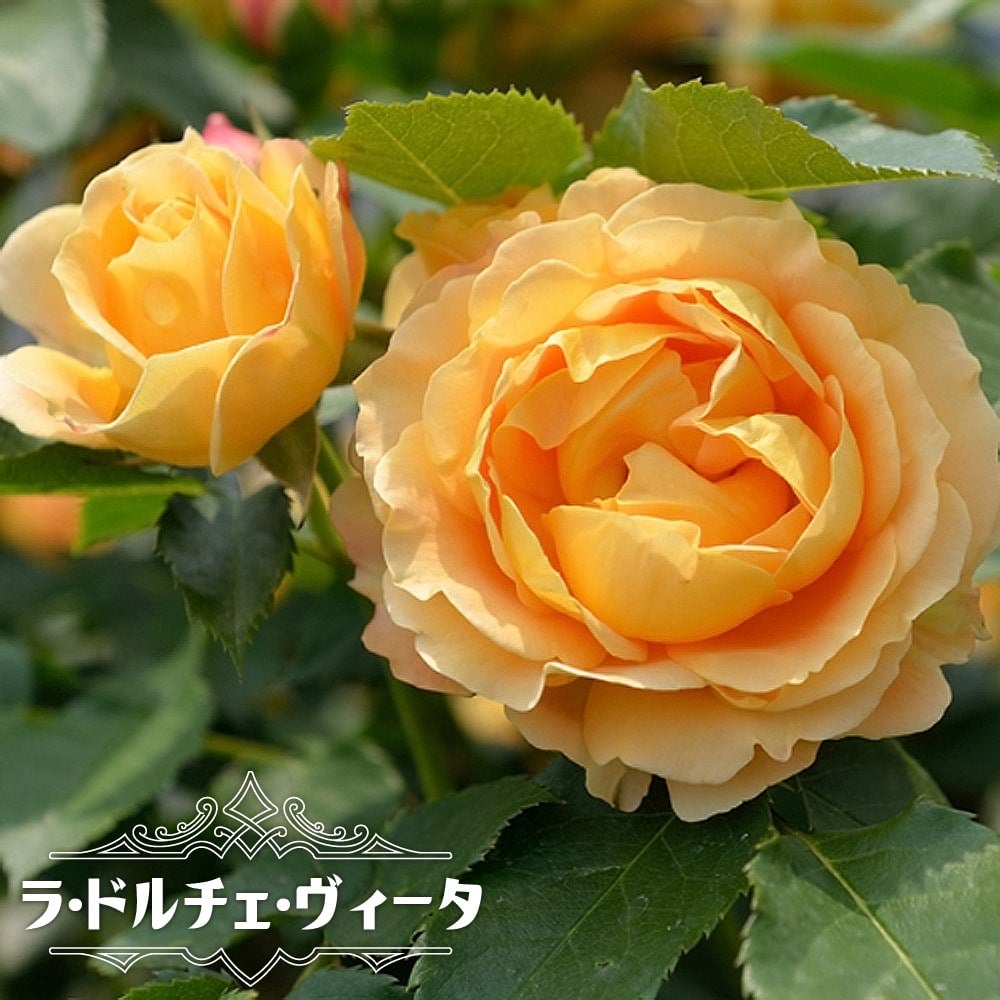 000000063747-01.jpg?size=m&w=