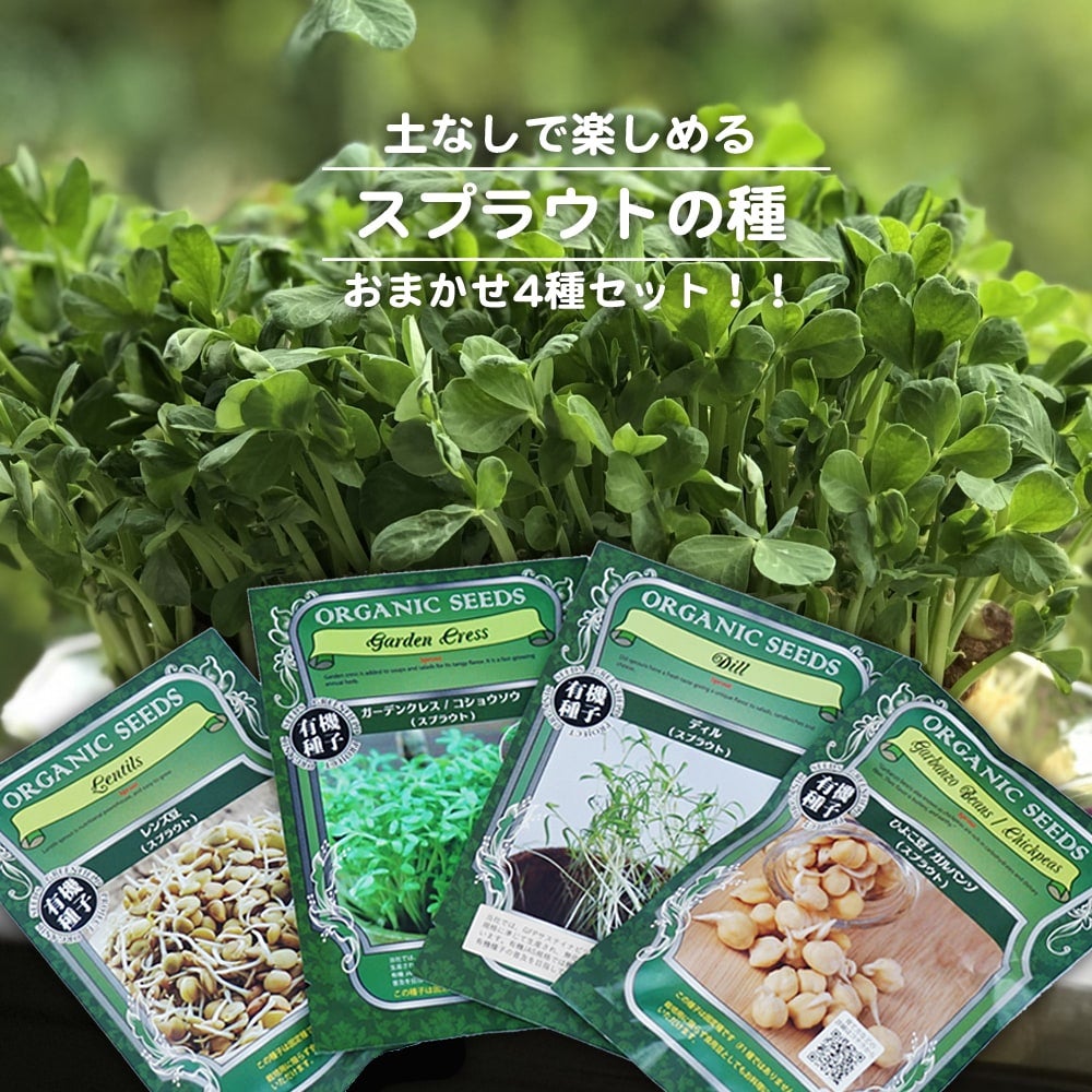 アガベ おまかせ3苗セット 2号ポット苗