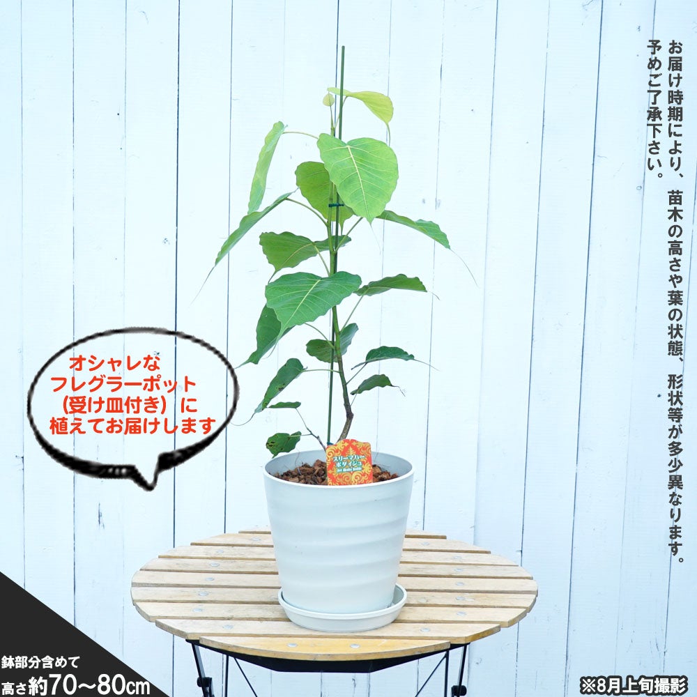 菩提樹 インドボダイジュ スリー マハー 苗 販売 苗木部 By 花ひろば