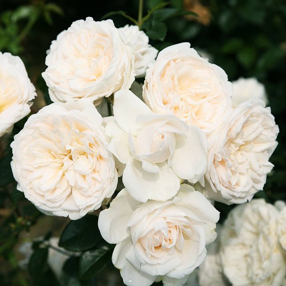 000000063910-04.jpg?size=l&w=