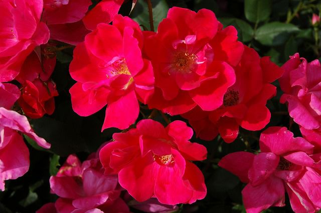 バラ つるノックアウト CL クライミング (つるバラ) 苗 おすすめ 苗木部