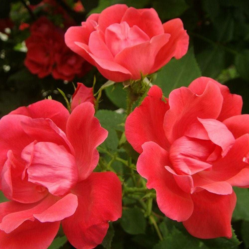 000000063913-05.jpg?size=l&w=