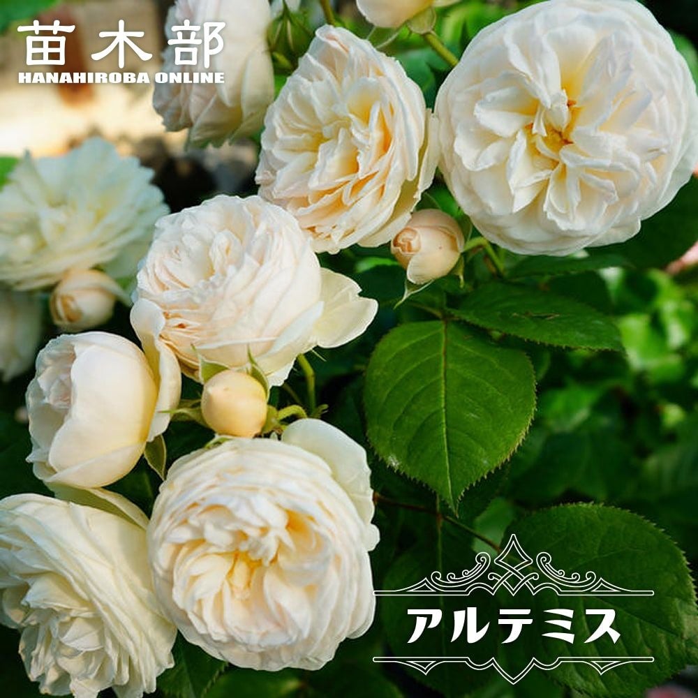 バラ アルテミス S シュラブ （半つるバラ） 苗 おすすめ 苗木部 By 花