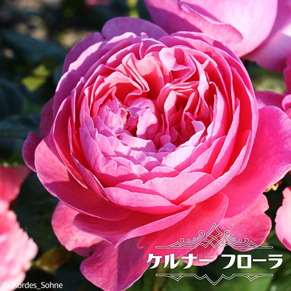 000000063920-01.jpg?size=m&w=