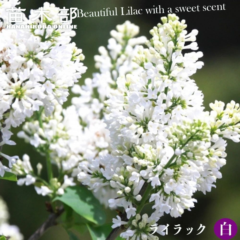 ライラック 白 苗 通販 苗木部 By 花ひろばオンライン
