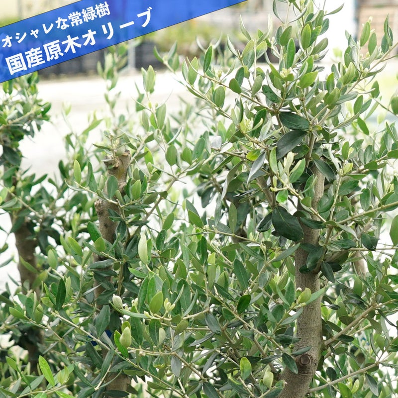 国産 オリーブ原木】 オリーブの木 大苗 シンボルツリー 【大型宅配便 