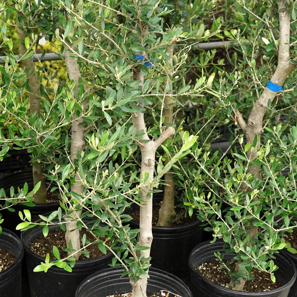 国産 オリーブ原木】 オリーブの木 大苗 シンボルツリー 【大型宅配便