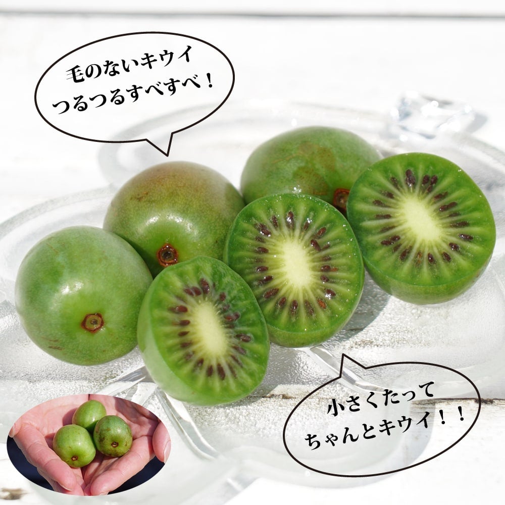 サルナシ ベビーキウイ スイートグリーン 苗 通販 苗木部 By 花ひろば