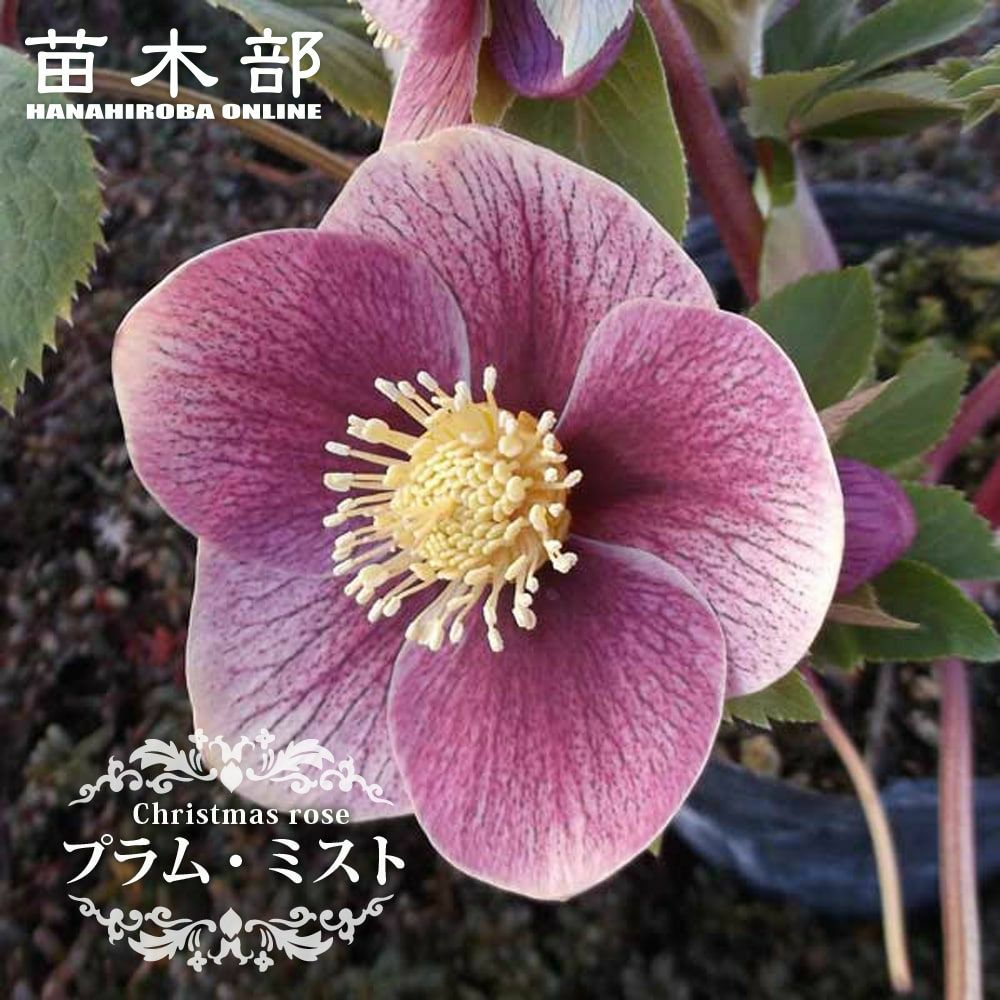 000000065193-01.jpg?size=l&w=