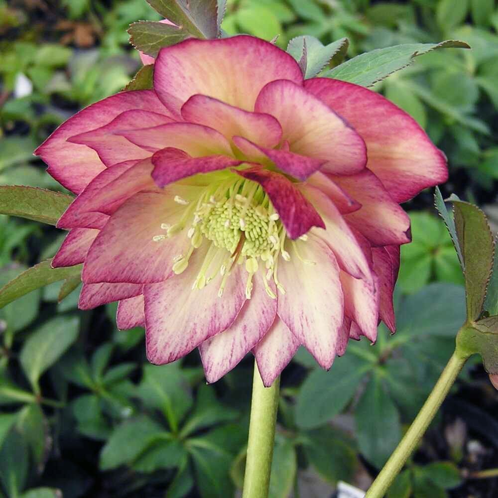 000000065194-04.jpg?size=l&w=