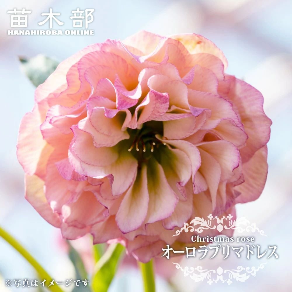 000000065195-01.jpg?size=l&w=