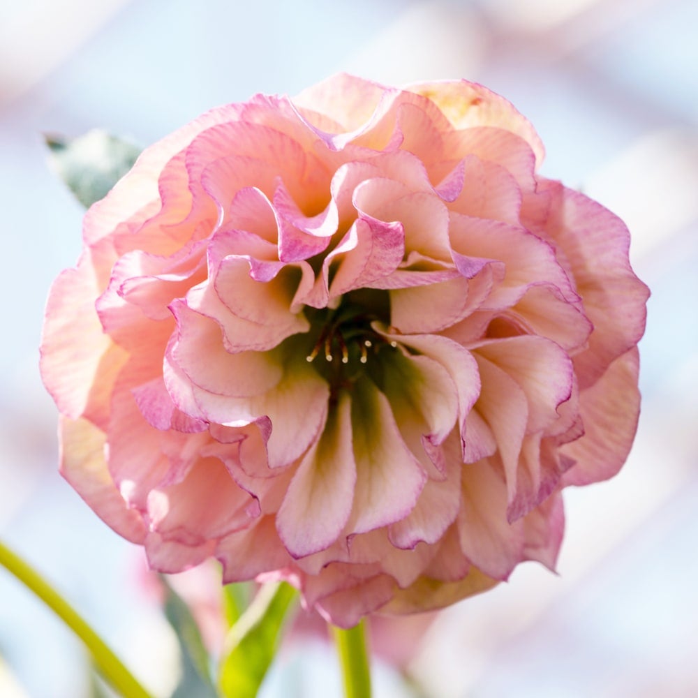 000000065195-04.jpg?size=l&w=