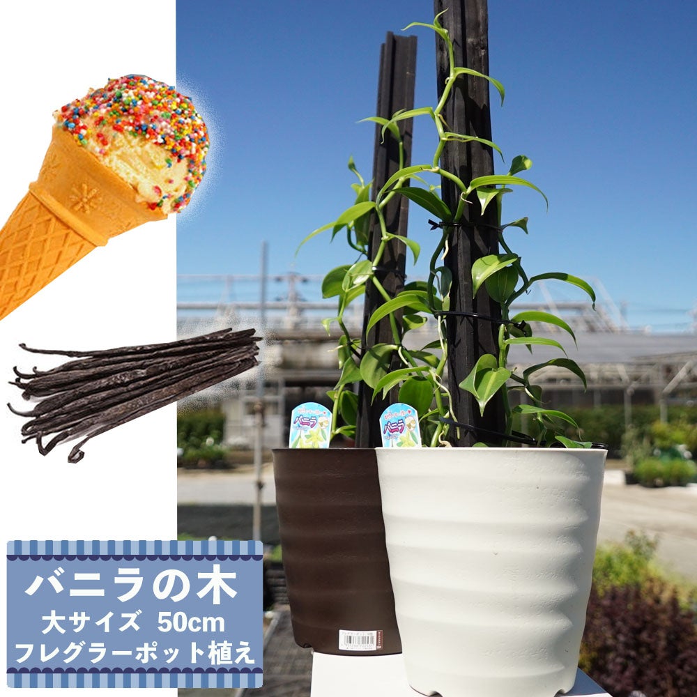 □バニラの木□大サイズ フレグラーポット（アイボリー） バニラ