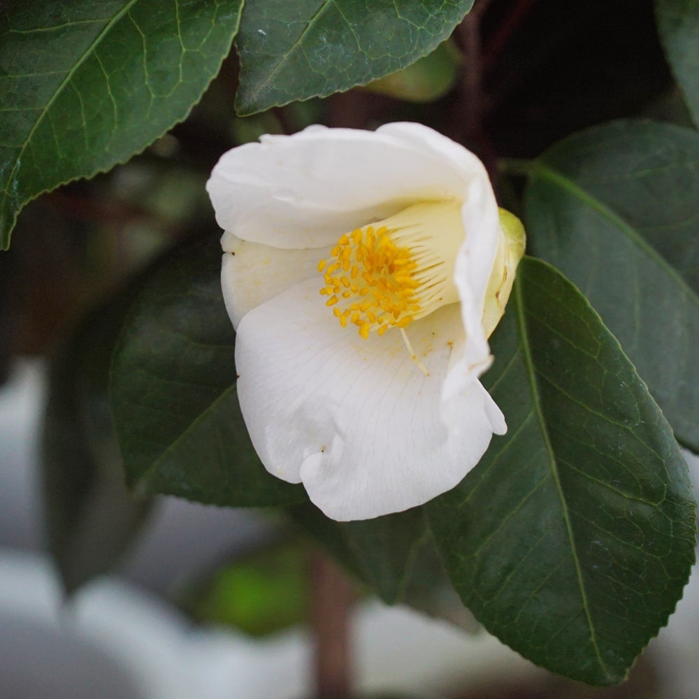 久留米 白ヤブ】 椿 接木 白鉢苗 開花 11月～12月、2～4月頃