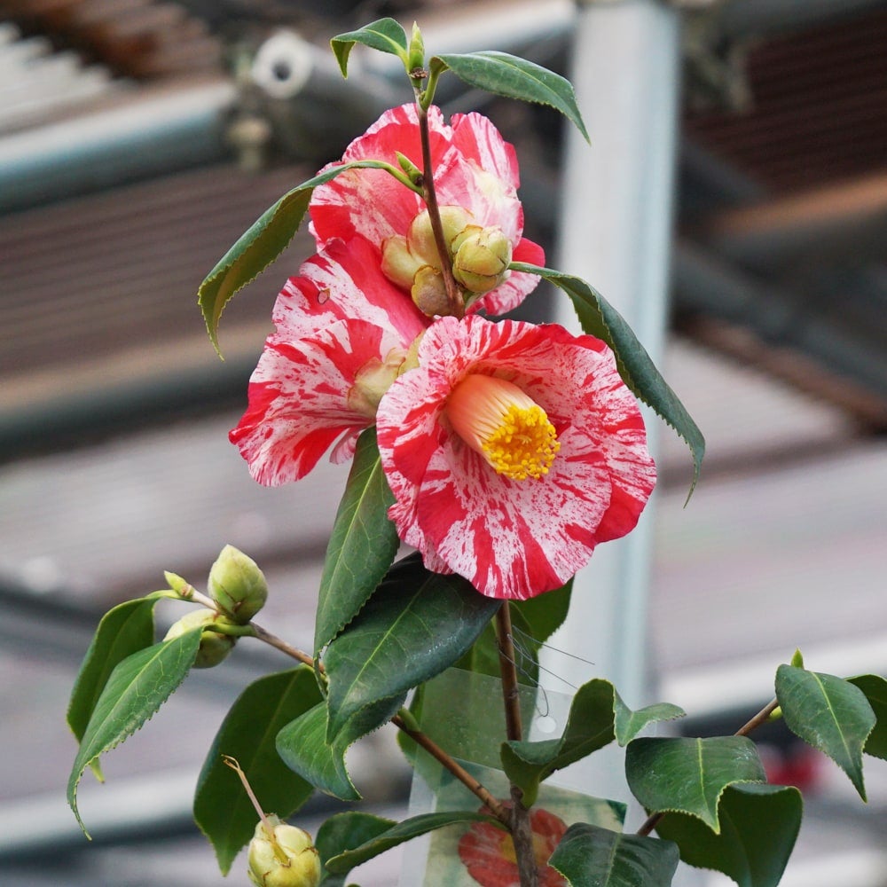 名張】椿 接木 白鉢苗 開花 12～4月頃