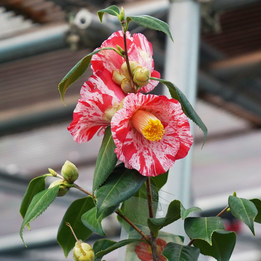 名張】椿 接木 白鉢苗 開花 12～4月頃
