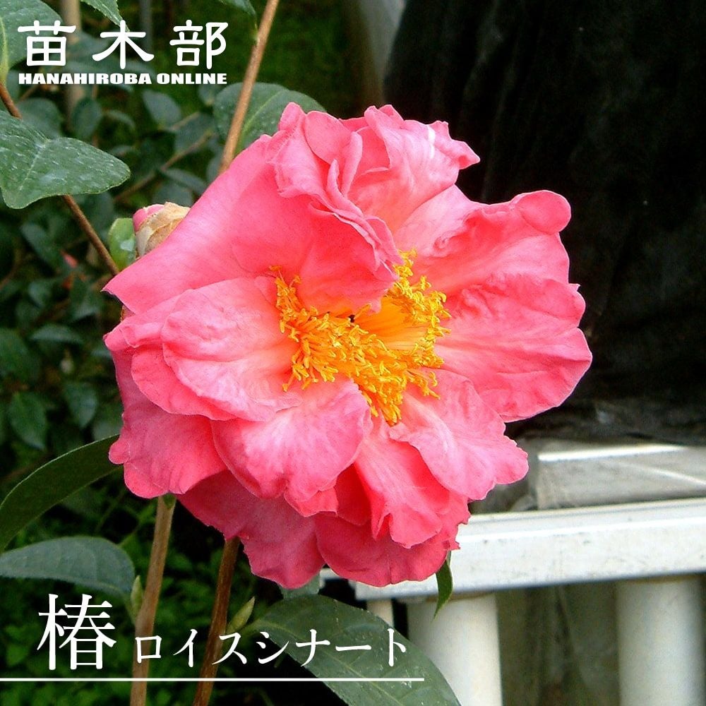 ロイスシナート】椿 接木 白鉢苗 開花 2～3月頃