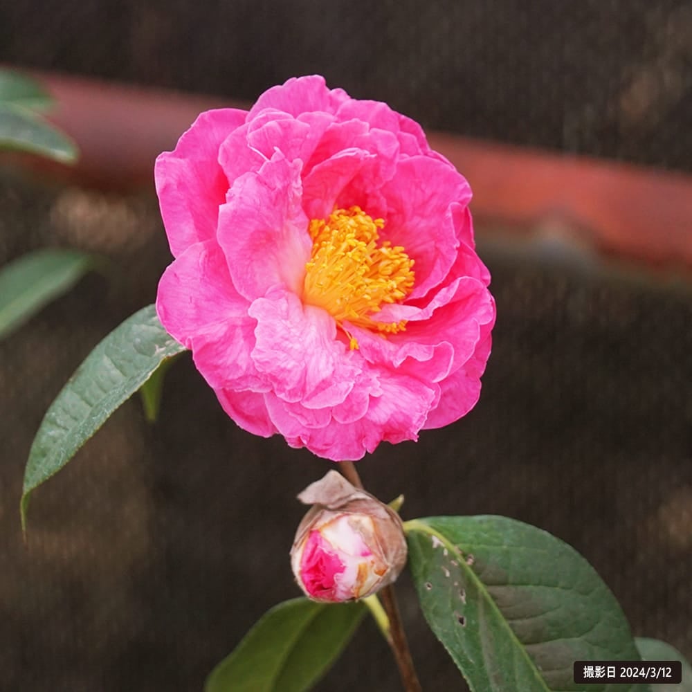 ロイスシナート】椿 接木 白鉢苗 開花 2～3月頃