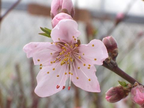 モモ ひめこなつの通販 おすすめ 苗木部 By 花ひろばオンライン